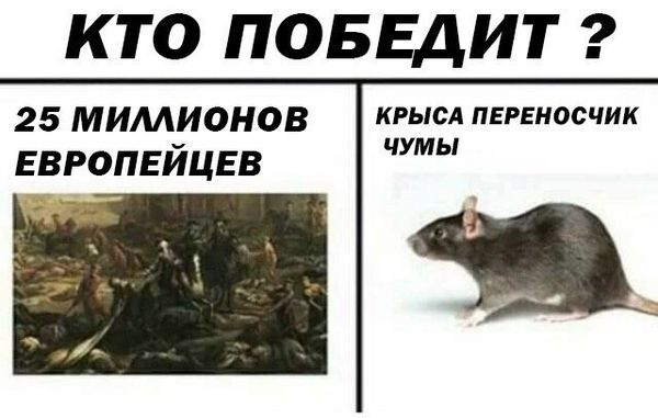 Обработка от грызунов крыс и мышей в Петрозаводске