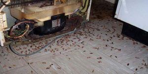 Поморить тараканов в квартире в Петрозаводске, цены