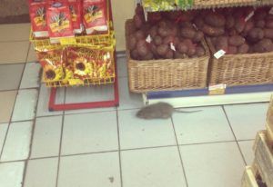 Дезинфекция от грызунов, крыс и мышей в Петрозаводске