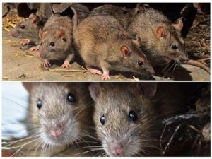 Травить грызунов крыс и мышей в Петрозаводске