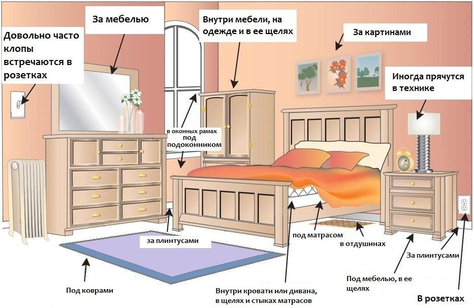 Обработка от клопов квартиры в Петрозаводске