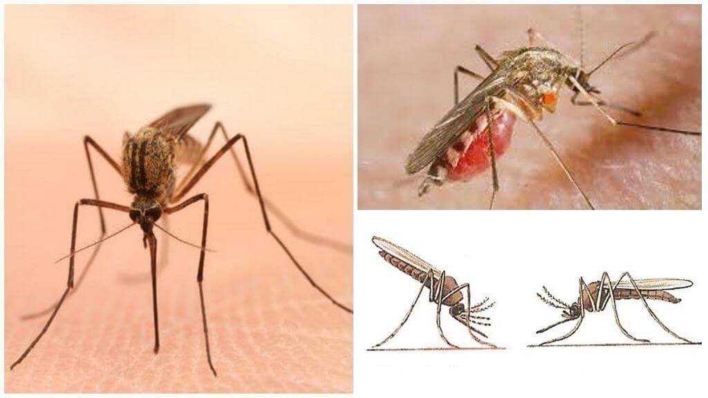 Уничтожение комаров в Петрозаводске