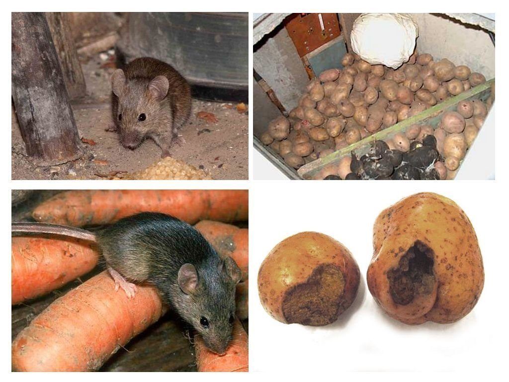 Обработка от грызунов крыс и мышей в Петрозаводске