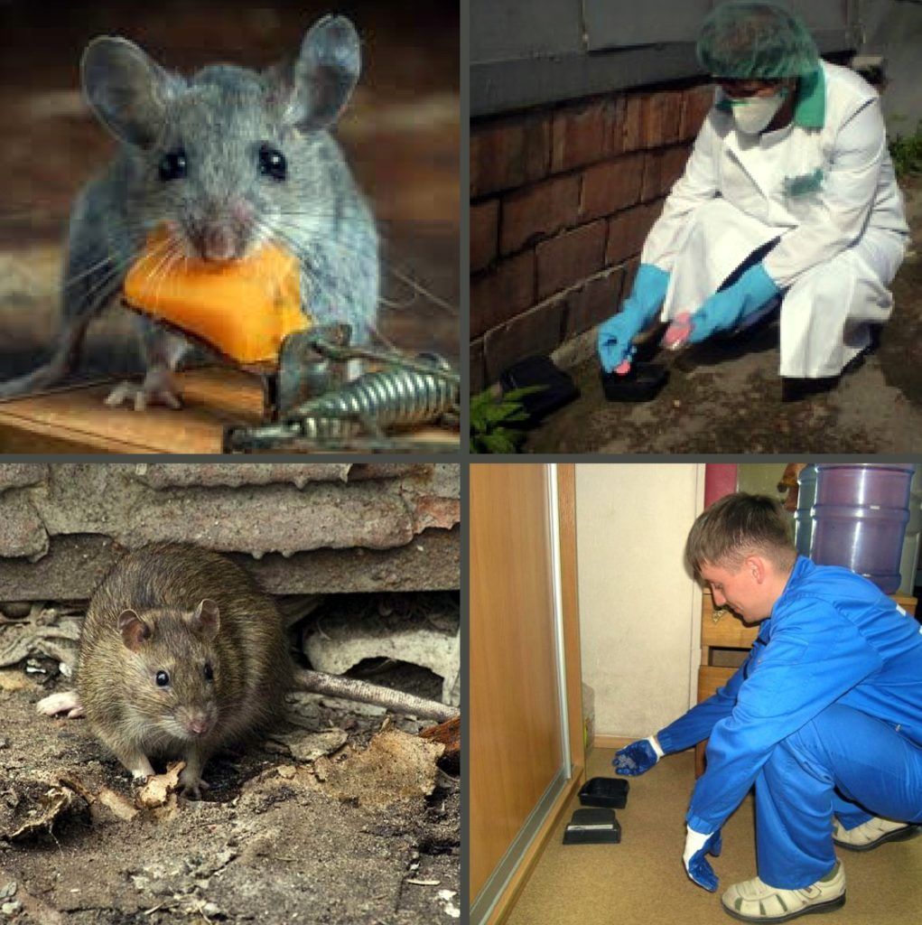 Дезинфекция от грызунов, крыс и мышей в Петрозаводске