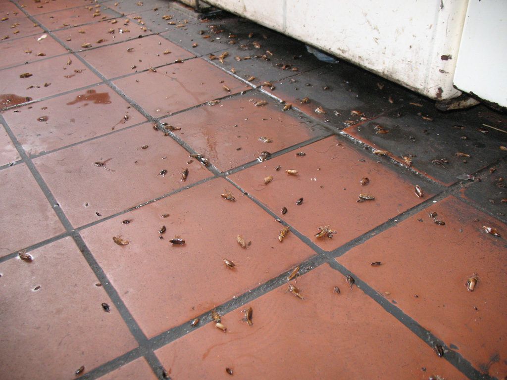 Уничтожение тараканов в квартире в Петрозаводске 