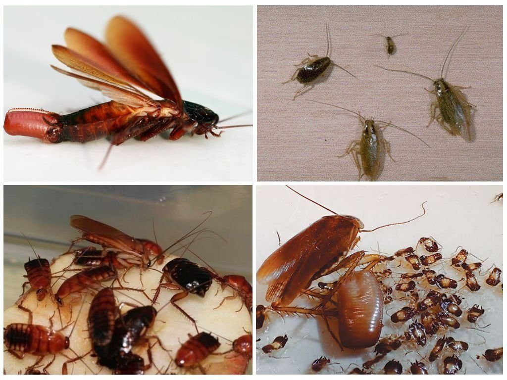 Уничтожение тараканов в квартире в Петрозаводске 