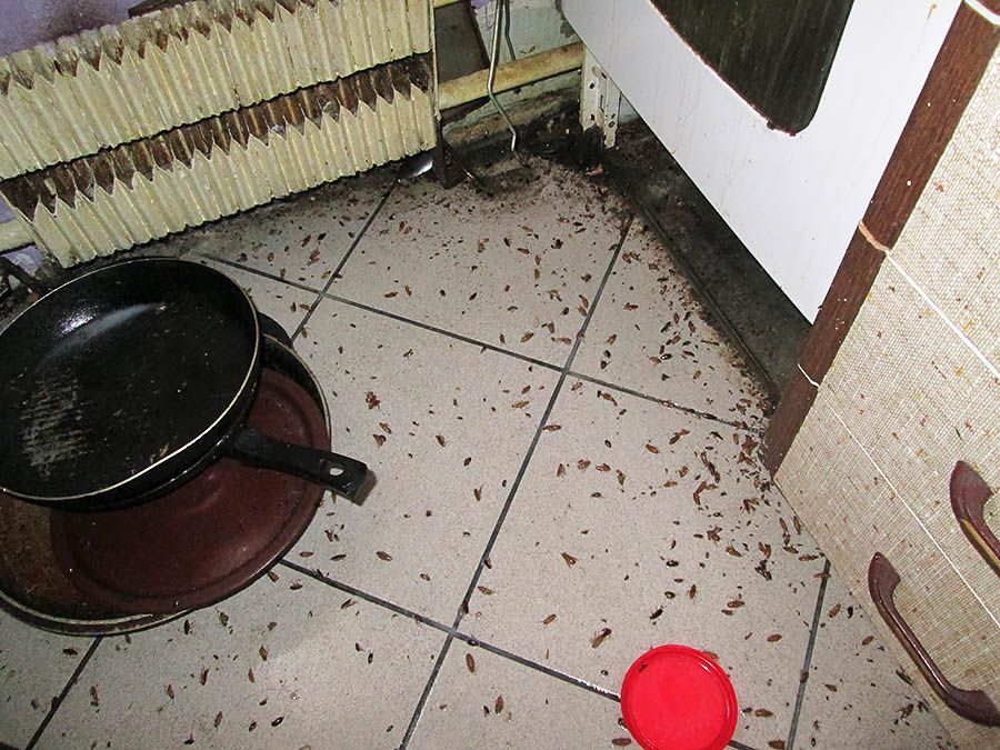 Санэпидемстанция от тараканов в Петрозаводске, вызвать, цены
